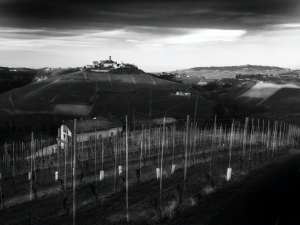 View of Barolo vineyards