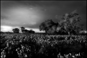 Exterior view of Château Lafleur-Petrus and vineyards