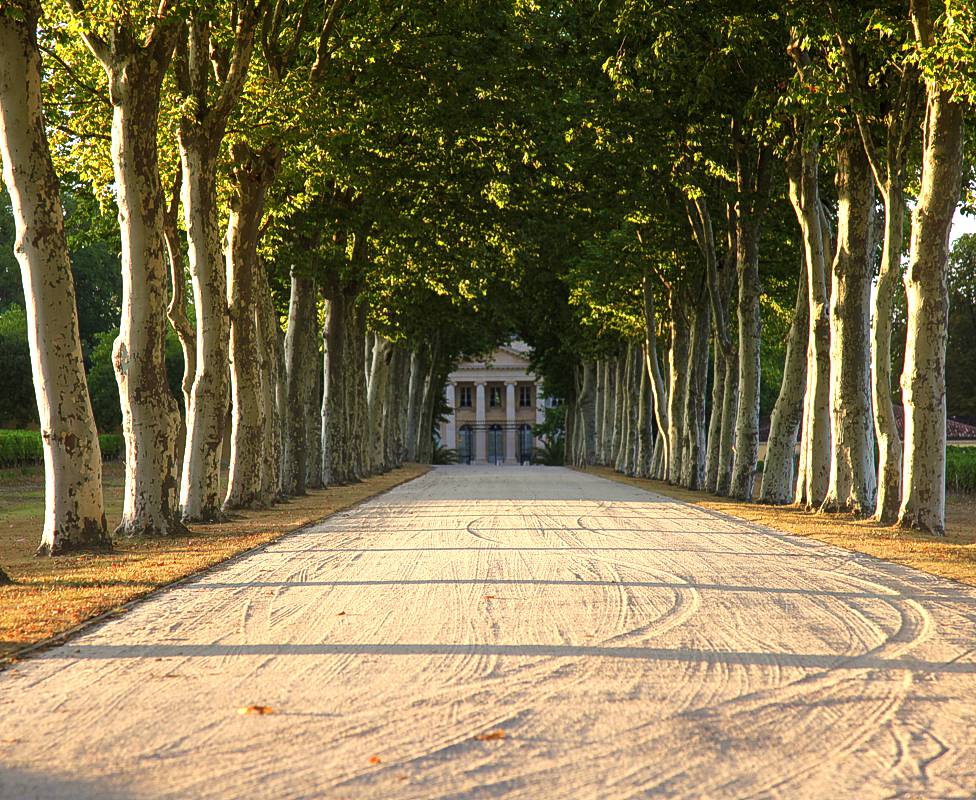 Driveway leading to Château Margaux