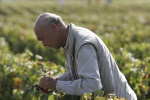 Portrait of Aubert de Villaine of Domaine de la Romanée-Conti in a vineyard